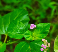 Punarnava (Boerhavia Diffusa)